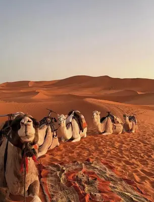a group of camels sitting in the desert at Merzouga desert camp in Merzouga