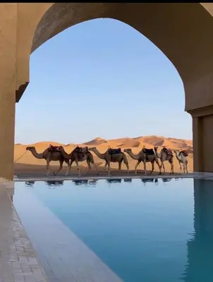 a group of camels walking next to a pool of water at Merzouga desert camp in Merzouga