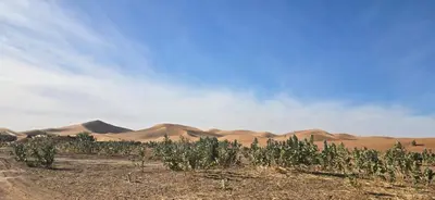 a field of plants with sand dunes in the background at Desert feet in Mhamid