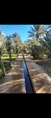 a row of roads with palm trees and water at Desert Moon Camp in Merzouga