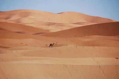 a camel walking through the sand dunes in the desert at Chams Luxury Camp in Lac Yasmins