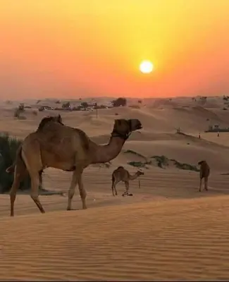a camel in the desert with the sunset in the background at Erg Chebbi Luxury Glamping in Khamliya