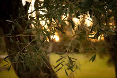 a close up of a plant with green leaves at Dar Basma - Boutique Hotel & Spa by Babakoul Collections in Aït Namous