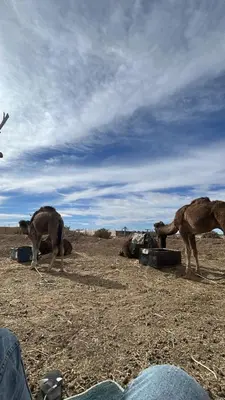 a couple of camels eating food out ofainers in a field at Hotel oasis merzouga in Merzouga