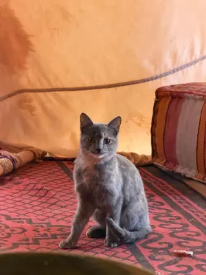 a gray cat sitting on a rug in a room at Rimal Travel Camp in Mhamid