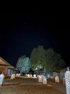 a group of trees at night with lights at Bivouac luxury camp in Merzouga