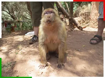 a monkey sitting on the ground next to a person at Central apartment for families near the waterfall in Azilal