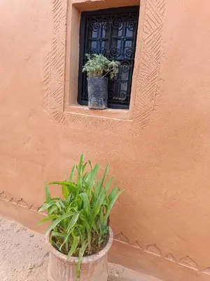 two potted plants sitting in front of a window at Sahara Peace in Mhamid