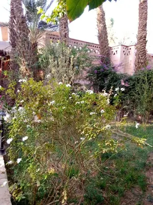 a garden with flowers and palm trees in front of a building at Riad Tabhirte in Agdz