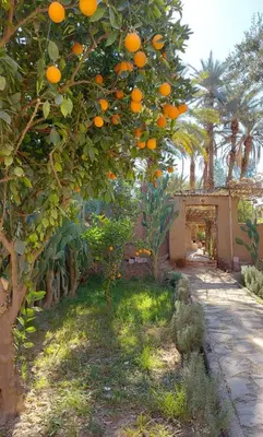 an orange tree with lots of oranges hanging from it at Riad Tabhirte in Agdz