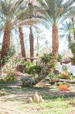 two birds sitting in the grass under palm trees at Riad Tabhirte in Agdz