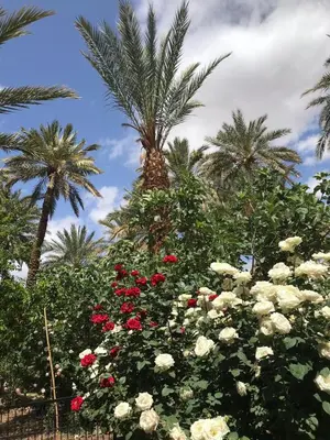 a bush of roses with palm trees in the background at Riad Tabhirte in Agdz