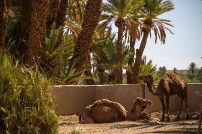 two camels standing next to a wall with palm trees at Skoura Lodge in Skoura