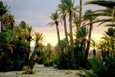 a group of palm trees on a beach with stairs at Skoura Lodge in Skoura