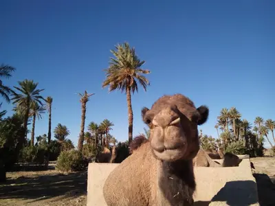 a camel statue in front of palm trees at Skoura Lodge in Skoura