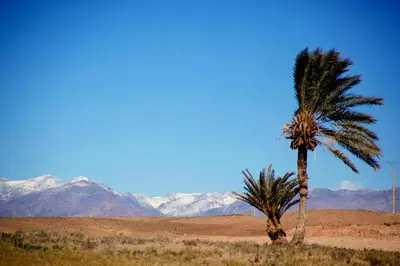 two palm trees in the desert with mountains in the background at Skoura Lodge in Skoura