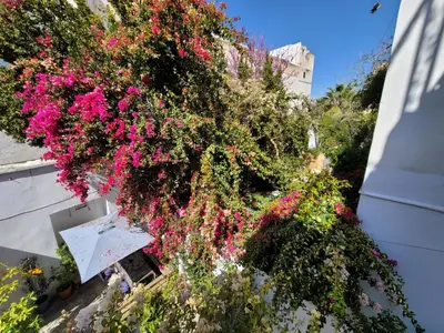 a bunch of pink flowers on the side of a building at youssef in Fès