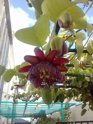 a flower hanging from the ceiling of a building at Riad Passiflora in Fès