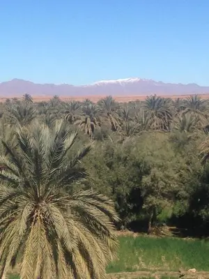 a palm tree in a field with mountains in the background at Maison La Berberina in Goulmima