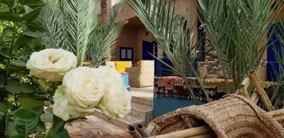 two white roses in front of a house at Maison La Berberina in Goulmima