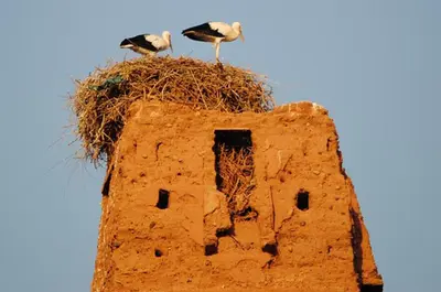 two birds standing on the top of a building at Appartement Anatim in Ouarzazate