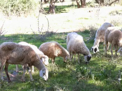 a group of sheep grazing in the grass at Villa Paradise in Aghmat