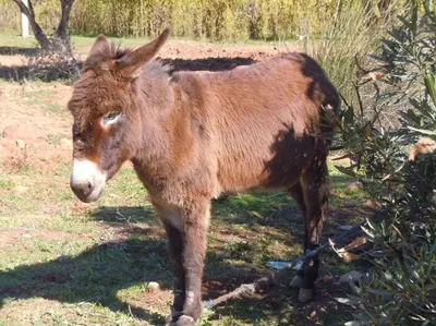 a brown donkey is standing in the grass at Villa Paradise in Aghmat