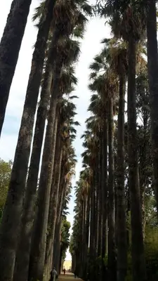 a row of palm trees in a park at Hotel Arena Fes in Fès