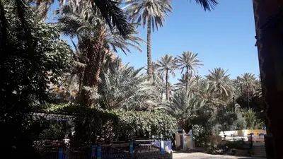 a group of palm trees and bushes in a park at RIAD Camping ATLAS in Tinerhir