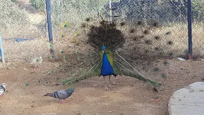a peacock standing in front of a fence at Relais De Tahla in Ain Boumahdi