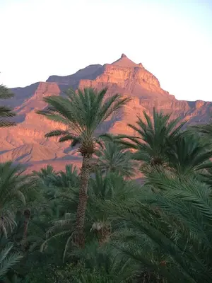 a group of palm trees in front of a mountain at Maison d'Hôtes Kasbah Azul in Agdz