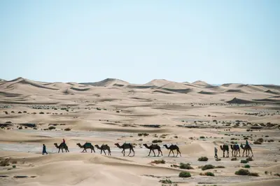 a group of people riding camels in the desert at Bivouac Les Nomades & Foum zguid camel trekking and tours in Foum Zguid