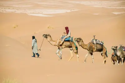 a group of people riding camels in the desert at Bivouac Les Nomades & Foum zguid camel trekking and tours in Foum Zguid
