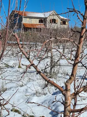 a tree branch in front of a house in the snow at La pommeraie d'Ifrane in Ifrane