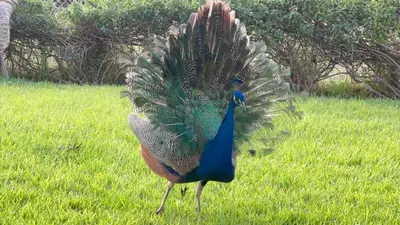 a peacock standing in the grass with its feathers out at Teacook Marrakech in Ouled el guerne