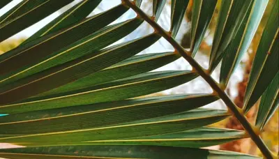 a close up of a green palm leaf at Teacook Marrakech in Ouled el guerne