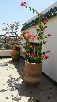 three large vases filled with flowers on a patio at Riad Batchisarai in Fès