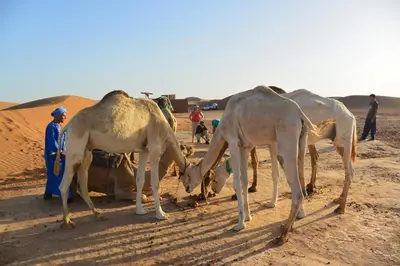 a group of three camels in the desert with people at berber sahara in Zagora