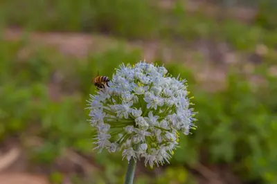 a bee is sitting on top of a flower at Maison D'hôte Amridil in Skoura