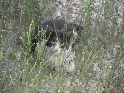 a cat laying on the ground in the grass at Gite Tigmi Azrur in Tabant