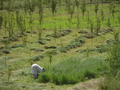 a person standing in a field of grass at Gite Tigmi Azrur in Tabant