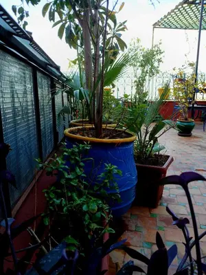 a large blue pot with plants on a balcony at Riad Idrissi in Meknès
