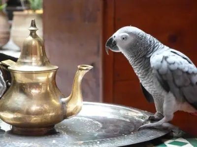 a bird standing on a plate next to a tea pot at Riad Al Bartal in Fès