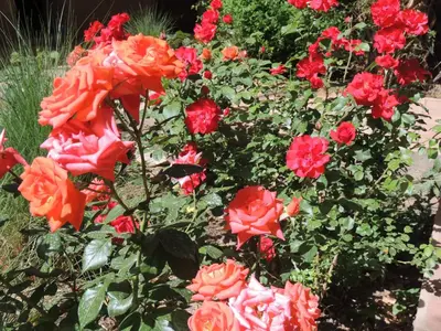a group of red roses in a garden at Dar Qamar in Agdz