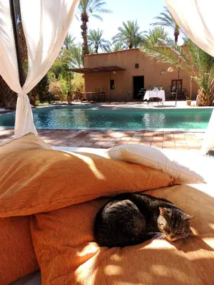 a cat laying on a bed next to a pool at Dar Qamar in Agdz