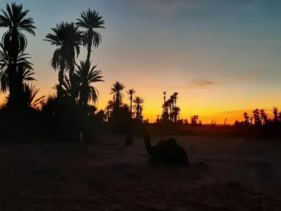 a camel laying in the sand in front of a sunset at M'hamid Desert Camp Tours in Mhamid