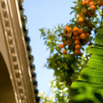 a close up of a tree with oranges at Riad La Maison D'à Côté in Meknès
