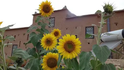 a group of sunflowers in front of a building at Kasbah Izoran in Midelt