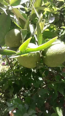 a group of green fruit growing on a tree at Ecolodge du Draa in Ouled Otmane