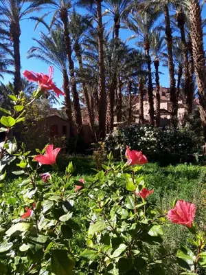 a group of pink flowers in a yard with palm trees at Ecolodge du Draa in Ouled Otmane